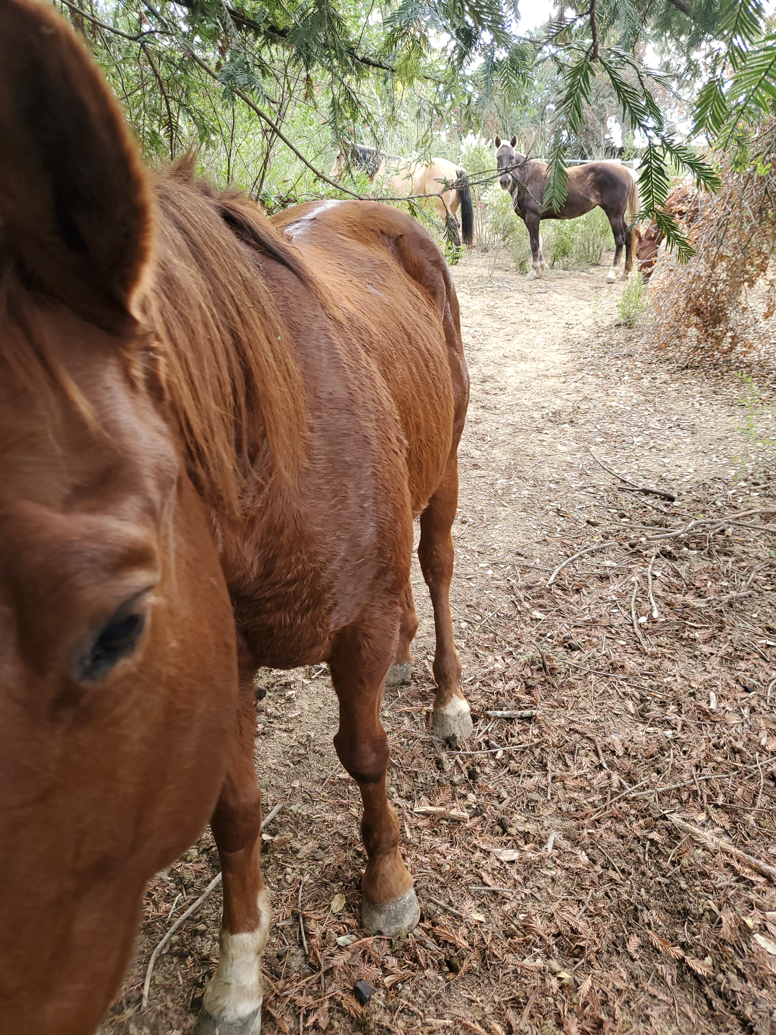 Brown Horse Standing in Woodland Skeletal Dirt.