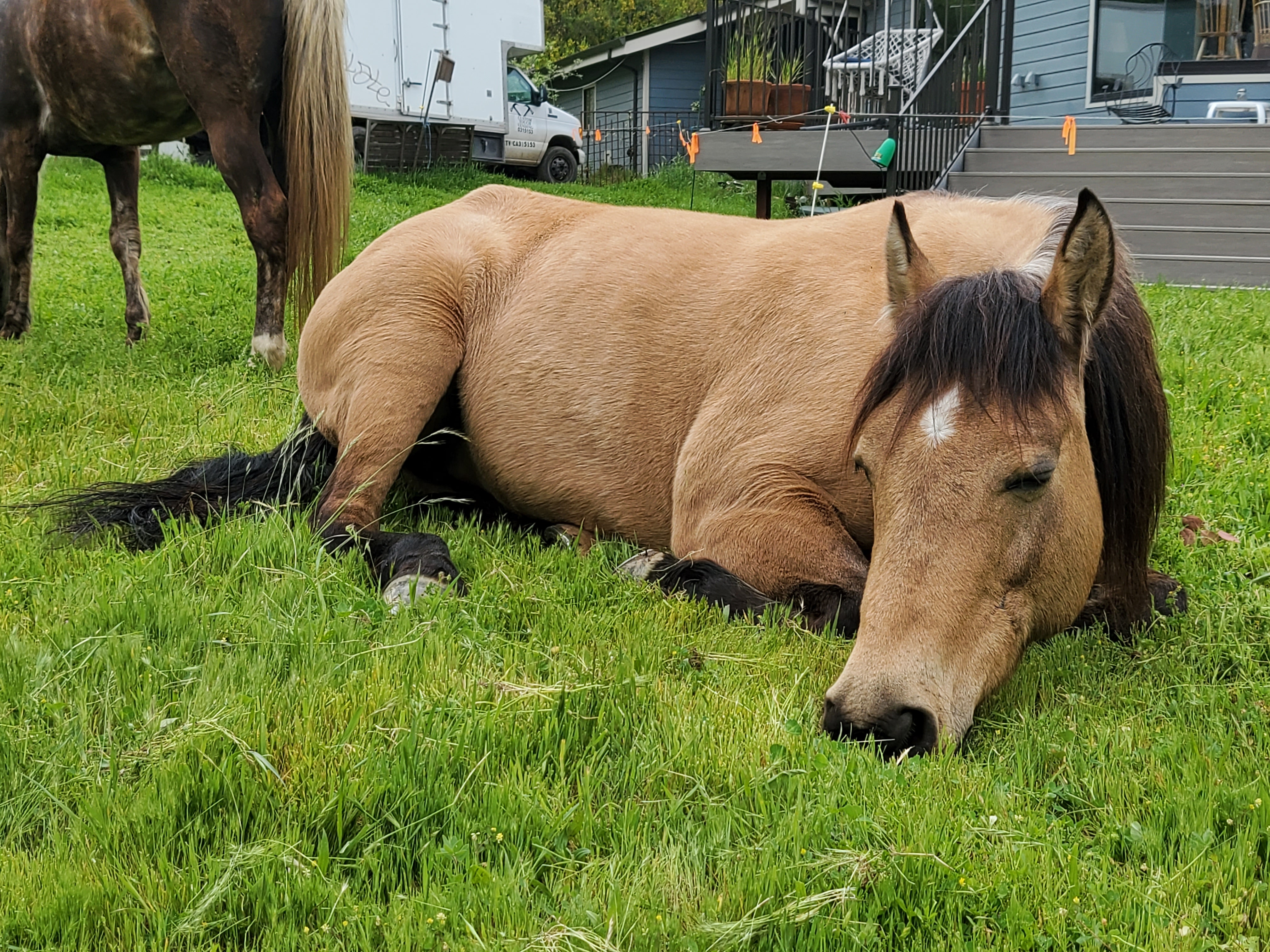 A horse is lying in a grassy field.