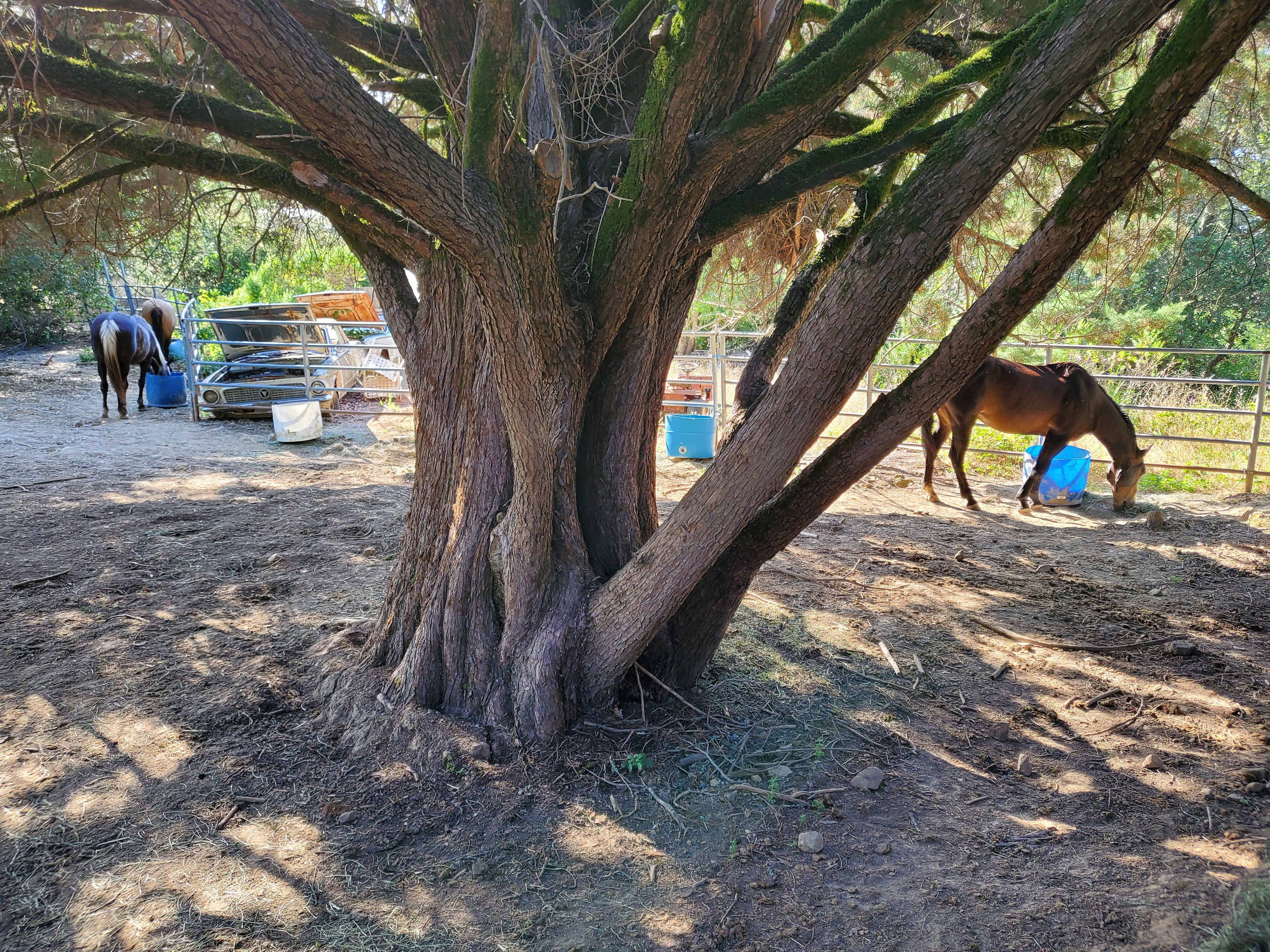 Two tan horses with black manes eating from a box in an office building lobby or foyer.