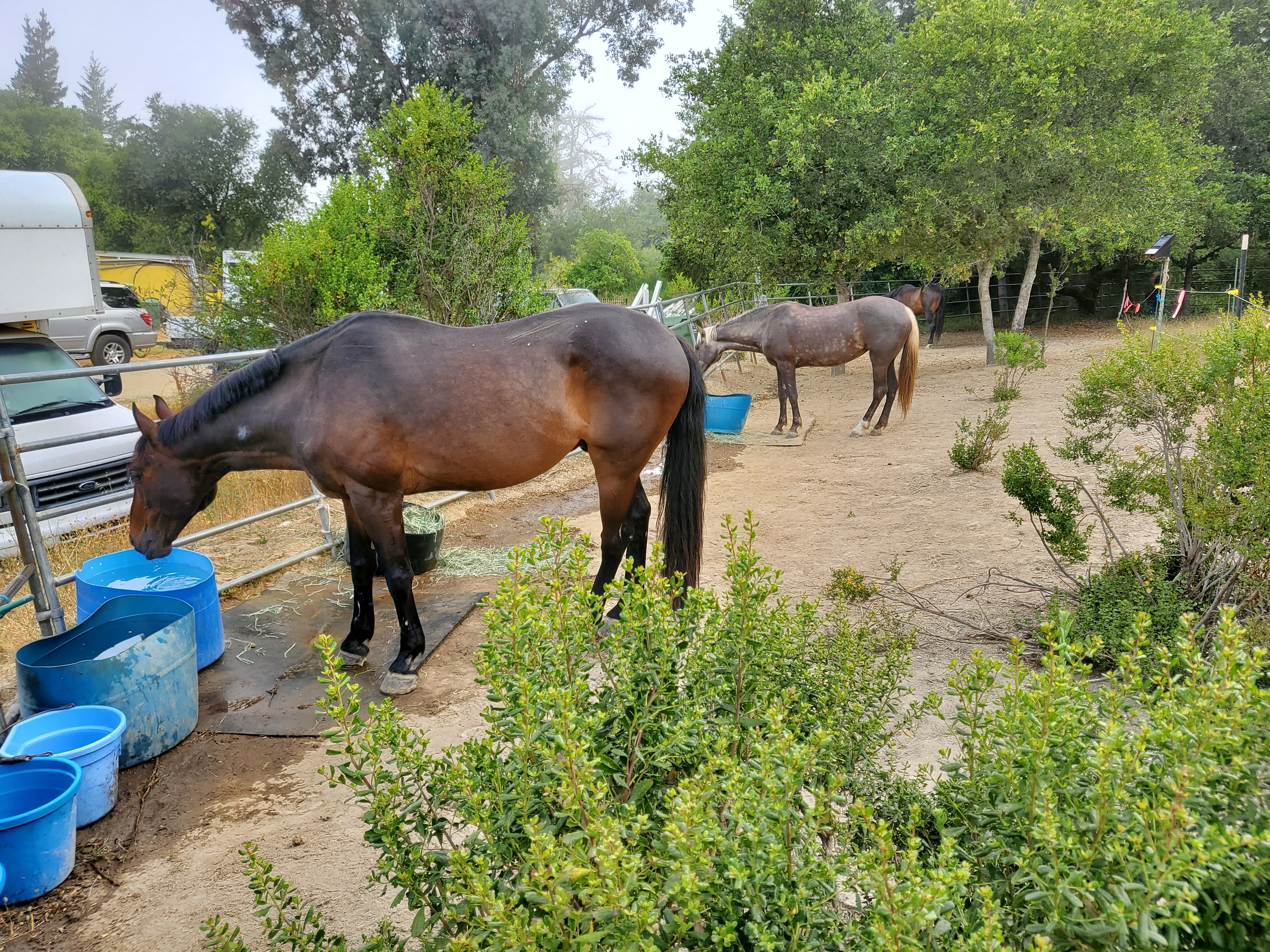 An illustration of a horse drinking water from a gray water bucket in a desert environment.