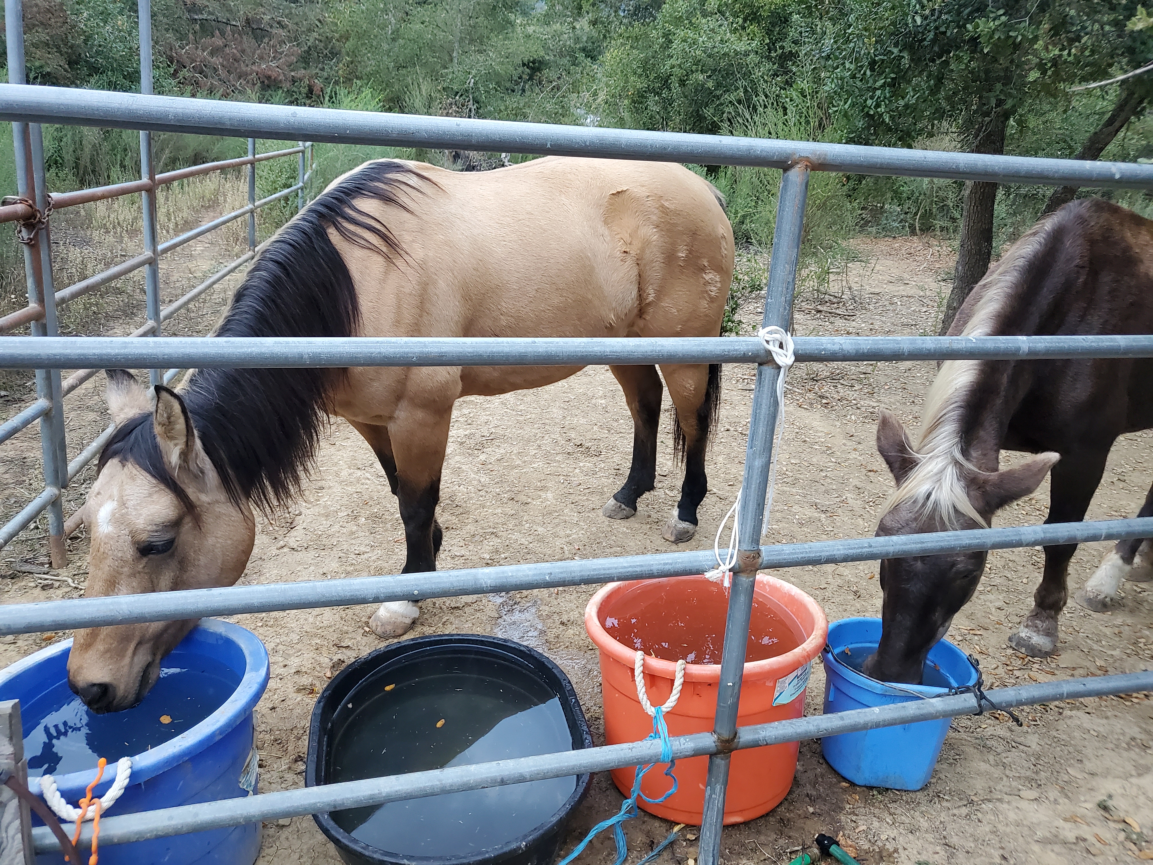 Two horses, one brown and the other brown with a tan mane over their waters.